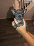 8 french bulldogs carrying testable, at, 