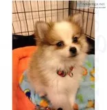 5 pomeranian puppies