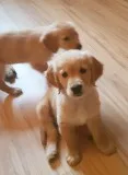 Kc pedigree golden retriever pups