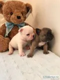 Female french bulldog puppies