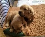 Stunning cream and apricot goldendoodle 