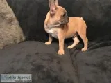  french bulldog lilac and blue fawn