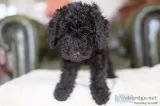 Poodle x bedlington terrier  bedipoo