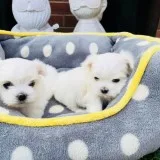 Tiny maltese pups
