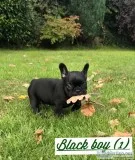 Quality litter of french bulldog puppies