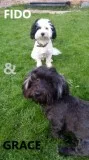 Gdh adorable havanese pups