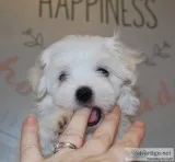 Maltese babies