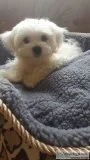 Tinymaltese girl