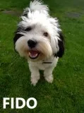 Hg adorable havanese pups