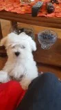 Maltese for sale