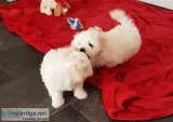 Maltese puppies for sale