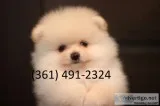 Four adorable pomeranian for adoption ge