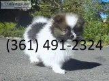 White and black pomeranian puppies for a