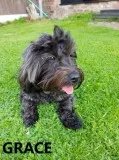 Hhv adorable havanese pups