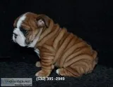 Yhiop affordable english bulldog puppies