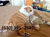 Vfred affordable english bulldog puppies