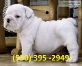 Bnmlp affordable english bulldog puppies