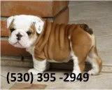 Bhnio affordable english bulldog puppies