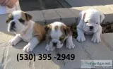 Azqws affordable english bulldog puppies