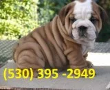 Gfhg affordable english bulldog puppies