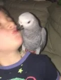Qfefdv, male and female african grey babi