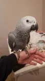 Fergrssc, male and female african grey ba
