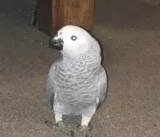 Afecfedd, male and female african grey ba