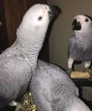 Grgrry5, male and female african grey bab