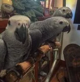 Dfezczd, male and female african grey bab