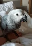 Dz2efe4, male and female african grey bab