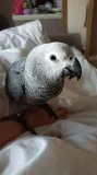 Ssr2g, male and female african grey babie