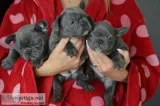 Beautiful french bulldog puppies for sal