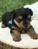 Cute yorkshire puppies for sale 