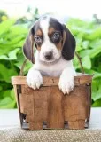 Trained beagle rabbit dog for sale