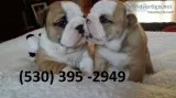 Wwedr affordable english bulldog puppies