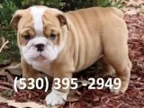 Rtyht affordable english bulldog puppies