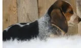 Cute beagle dogs for sale  