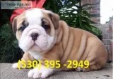 Aolpj affordable english bulldog puppies