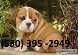 Uijrl affordable english bulldog puppies