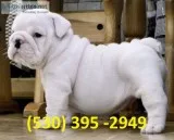 Wwqqa affordable english bulldog puppies