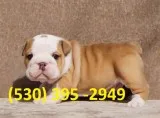 Cazqe affordable english bulldog puppies