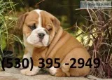 Hhuui affordable english bulldog puppies