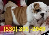 Tyyug affordable english bulldog puppies