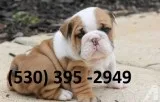 Aassr affordable english bulldog puppies