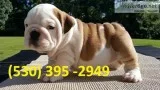 Fgers affordable english bulldog puppies