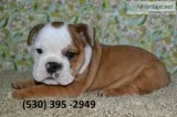 Erkil affordable english bulldog puppies