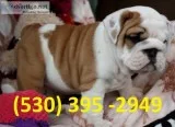 Dwsq affordable english bulldog puppies
