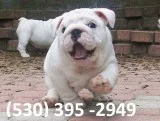Fcdsx affordable english bulldog puppies