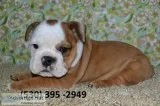 Vfeer affordable english bulldog puppies