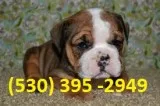Vfcer affordable english bulldog puppies